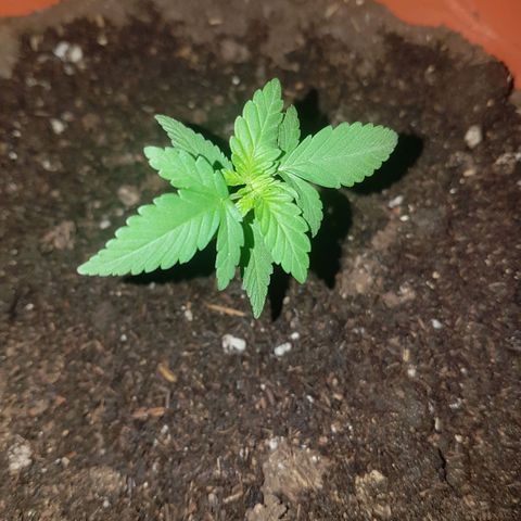 Venus growlog timeline photo