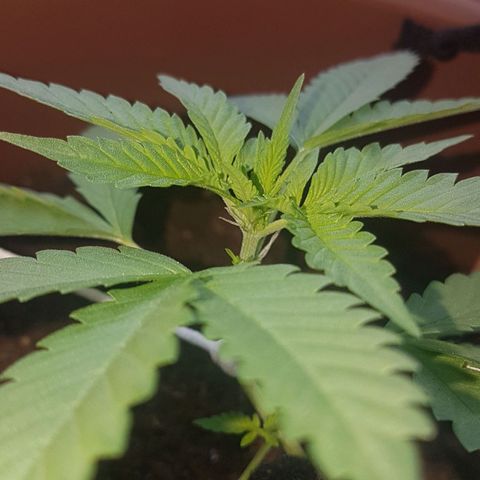 Gloria growlog timeline photo