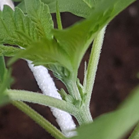 Gloria growlog timeline photo