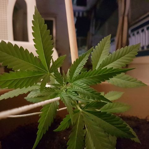 Gloria growlog timeline photo
