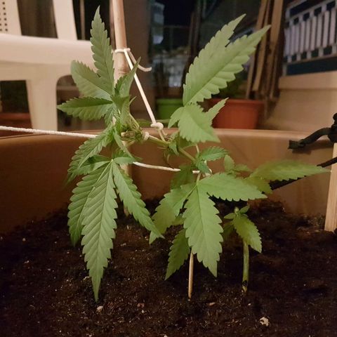Gloria growlog timeline photo
