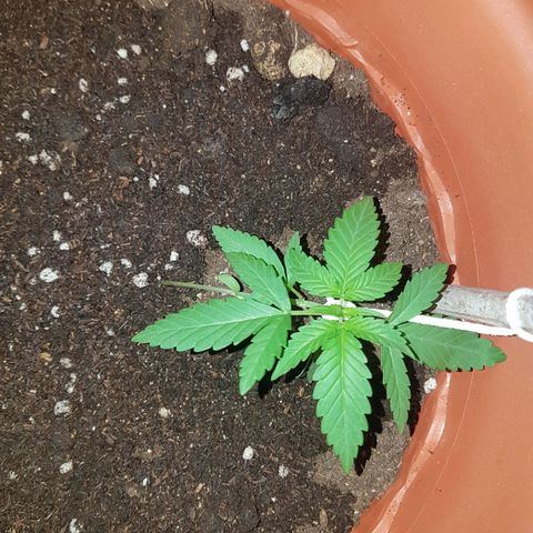 Venus growlog timeline photo
