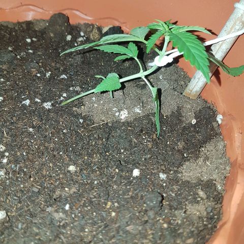 Venus growlog timeline photo