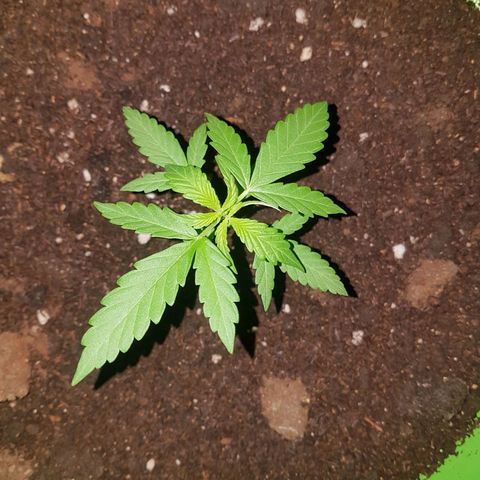 Athena growlog timeline photo