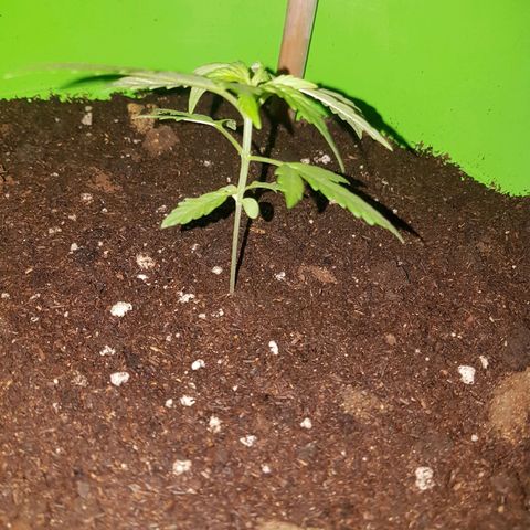 Athena growlog timeline photo