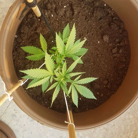 Gloria growlog timeline photo