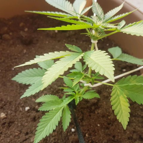Gloria growlog timeline photo