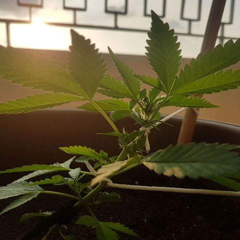 Gloria growlog timeline photo