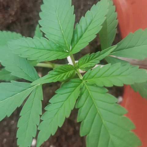 Venus growlog timeline photo