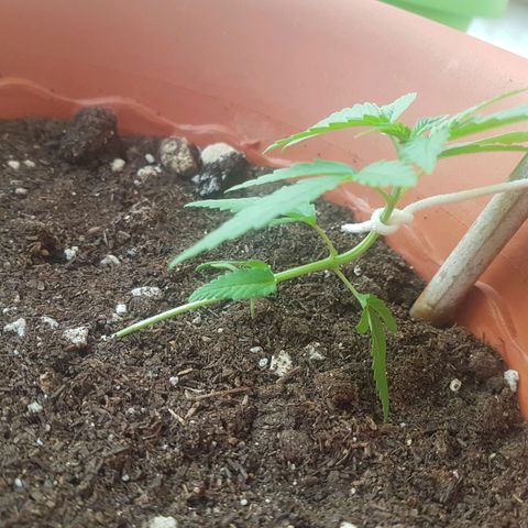 Venus growlog timeline photo