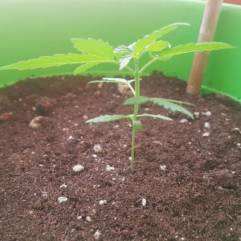 Athena growlog timeline photo