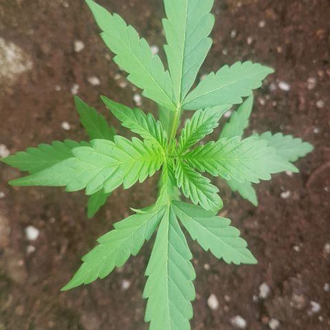 Athena growlog timeline photo