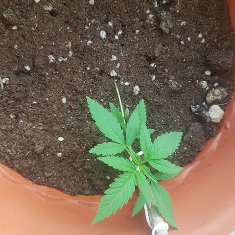 Venus growlog timeline photo