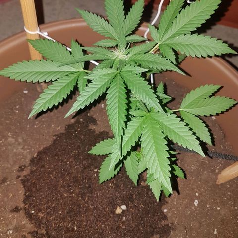 Gloria growlog timeline photo