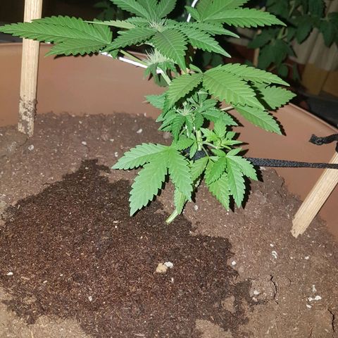 Gloria growlog timeline photo