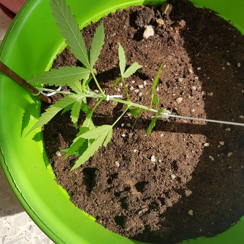 Athena growlog timeline photo