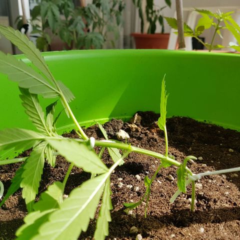 Athena growlog timeline photo