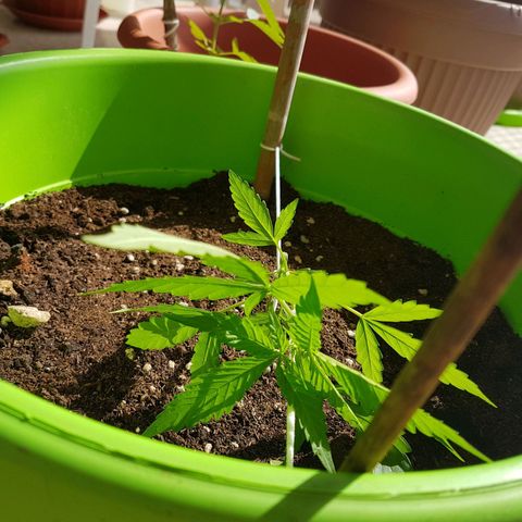 Athena growlog timeline photo