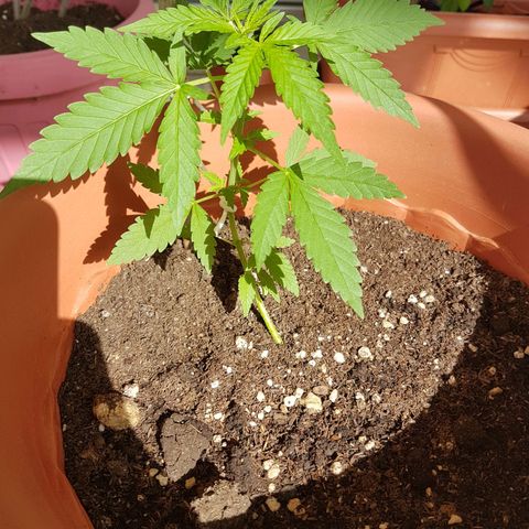 Venus growlog timeline photo