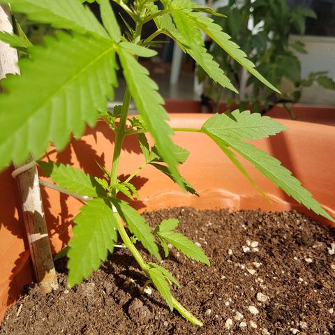 Venus growlog timeline photo