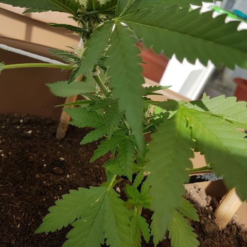 Gloria growlog timeline photo