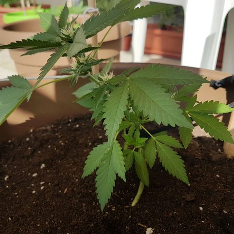 Gloria growlog timeline photo