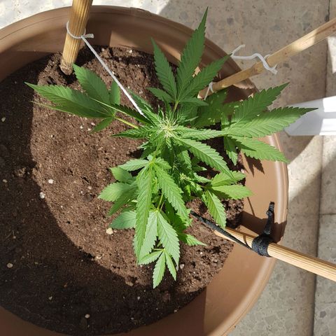 Gloria growlog timeline photo