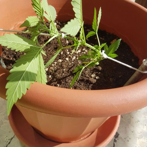 Venus growlog timeline photo