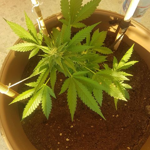 Gloria growlog timeline photo