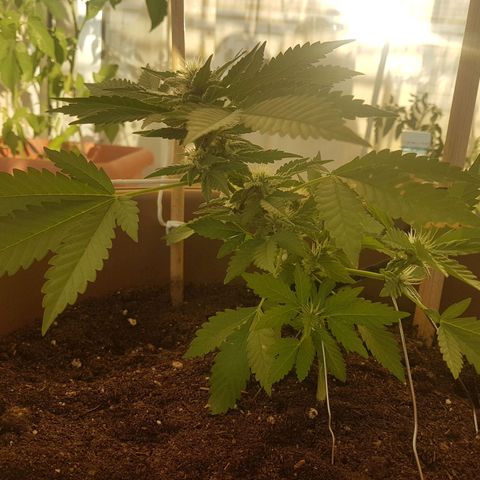Gloria growlog timeline photo