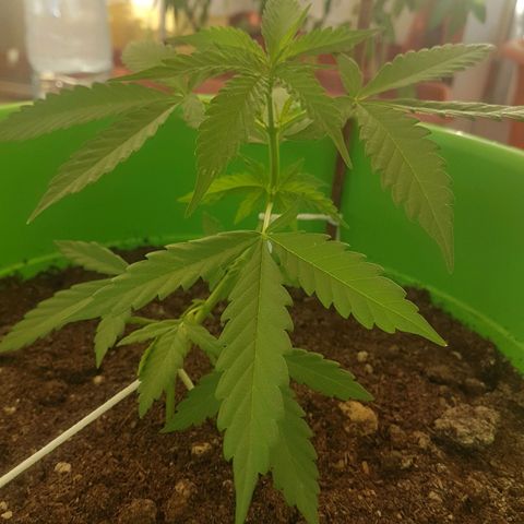Athena growlog timeline photo