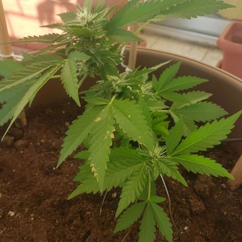 Gloria growlog timeline photo