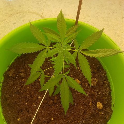 Athena growlog timeline photo