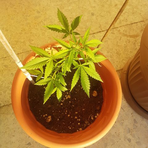 Venus growlog timeline photo