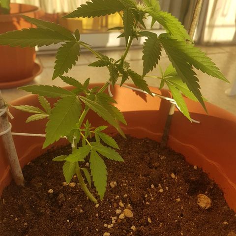 Venus growlog timeline photo