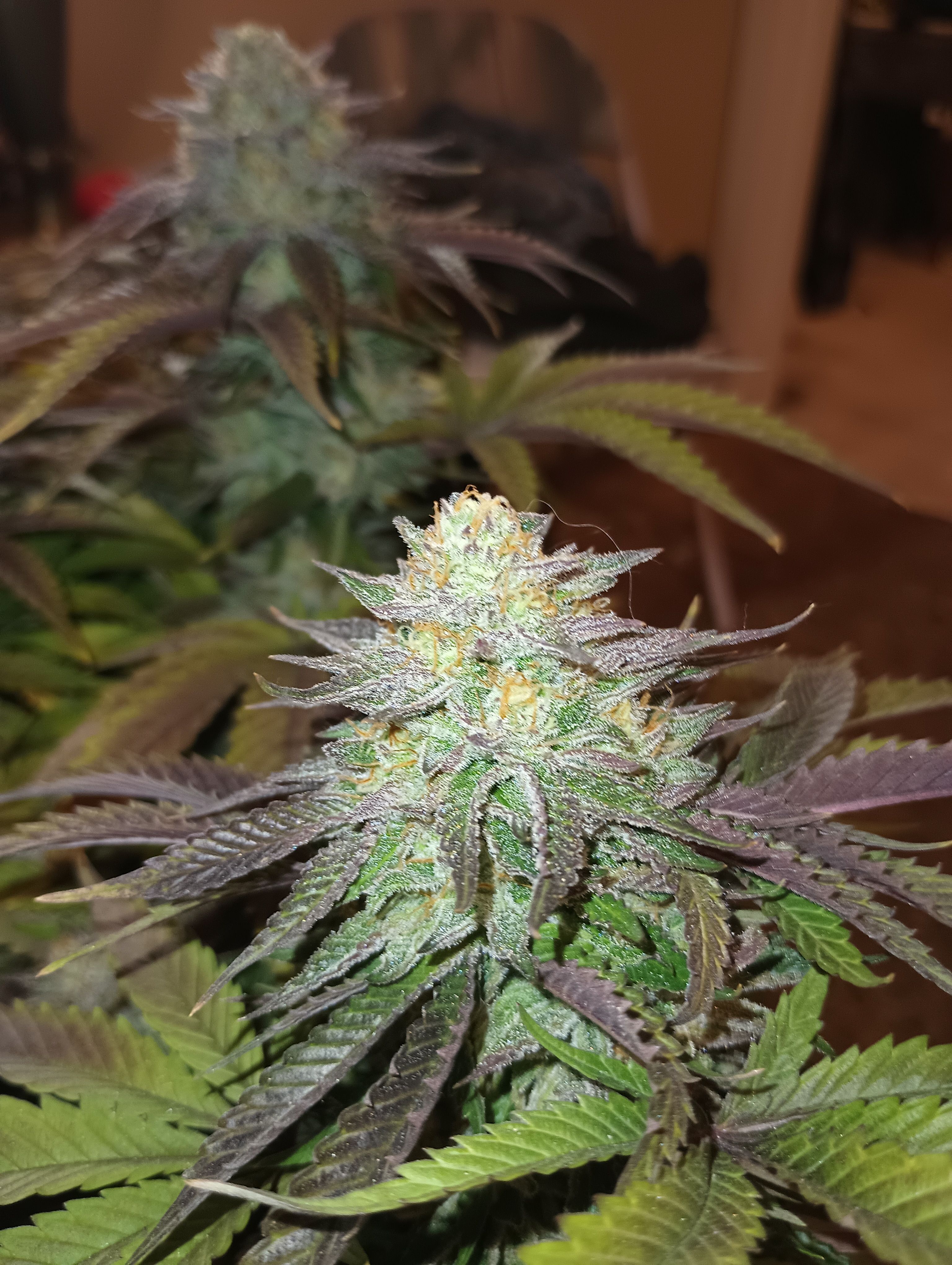 Amnesia Lemon growlog header