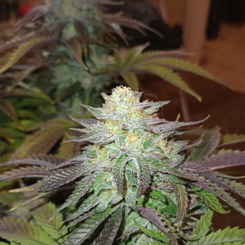 Amnesia Lemon growlog in Tent