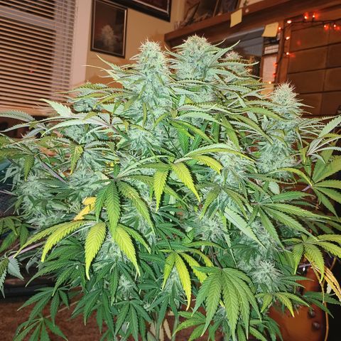Super Silver Haze  growlog timeline photo