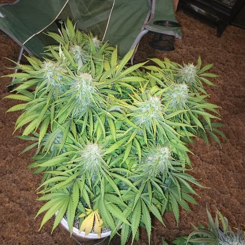 Super Silver Haze  growlog timeline photo