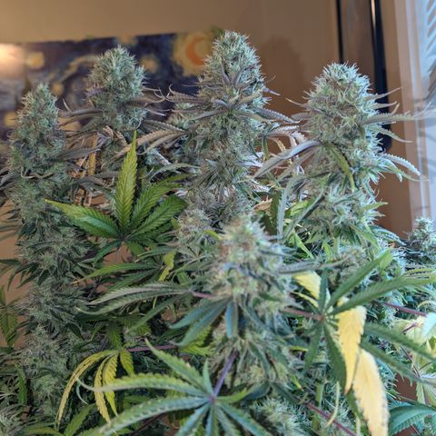 Super Silver Haze  growlog timeline photo