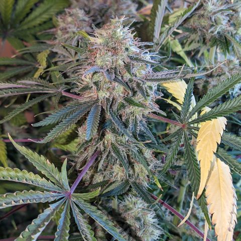 Super Silver Haze  growlog timeline photo