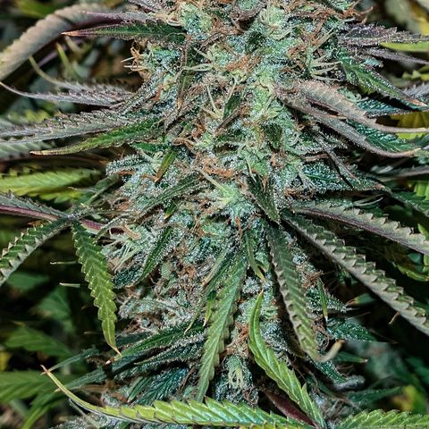 Super Silver Haze  growlog timeline photo