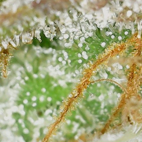 Super Silver Haze  growlog timeline photo
