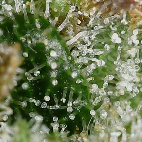 Super Silver Haze  growlog timeline photo