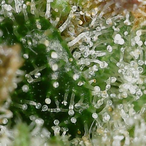 Super Silver Haze  growlog timeline photo