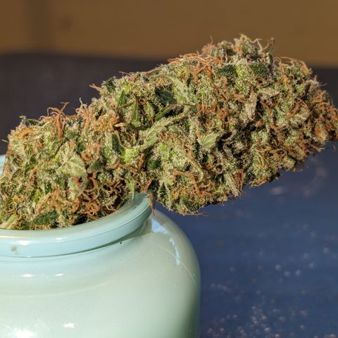 Super Silver Haze  growlog timeline photo