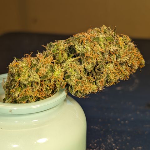 Super Silver Haze  growlog timeline photo