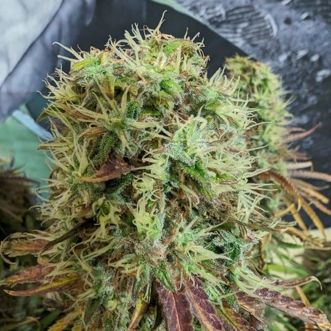 Super Silver Haze  growlog timeline photo