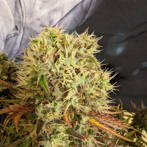 Super Silver Haze  growlog timeline photo