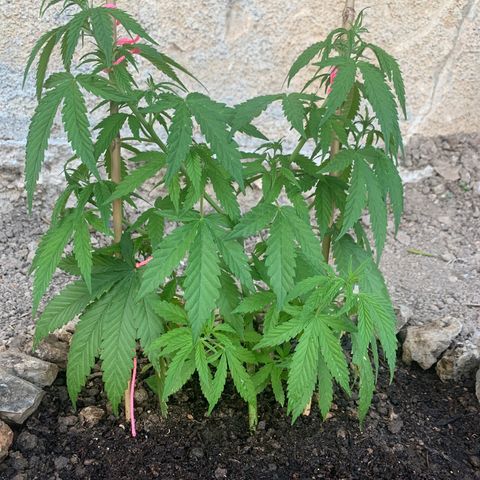 Purple Queen growlog timeline photo
